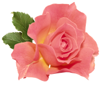 Orange_Rose_PNG_Clipart